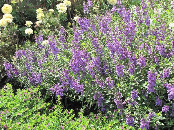 Serena Lavender Angelonia