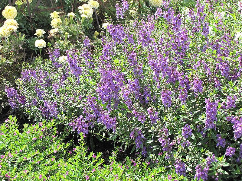 Serena Lavender  Angelonia  Calloway s Nursery