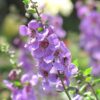 Serena Lavender Angelonia