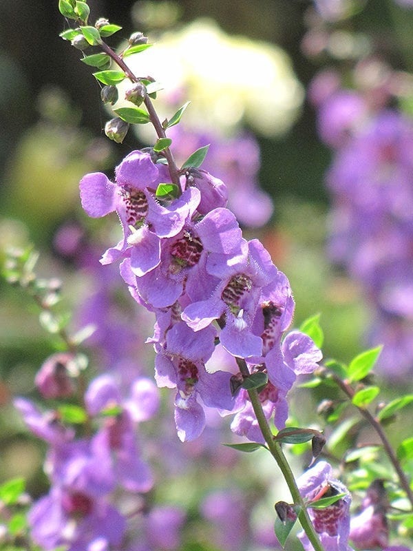 Serena Lavender Angelonia