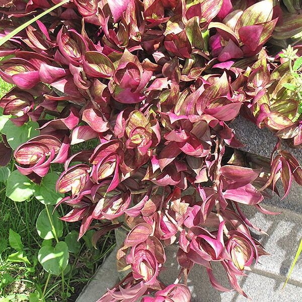 purple wandering jew