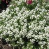 Wonderland White Alyssum