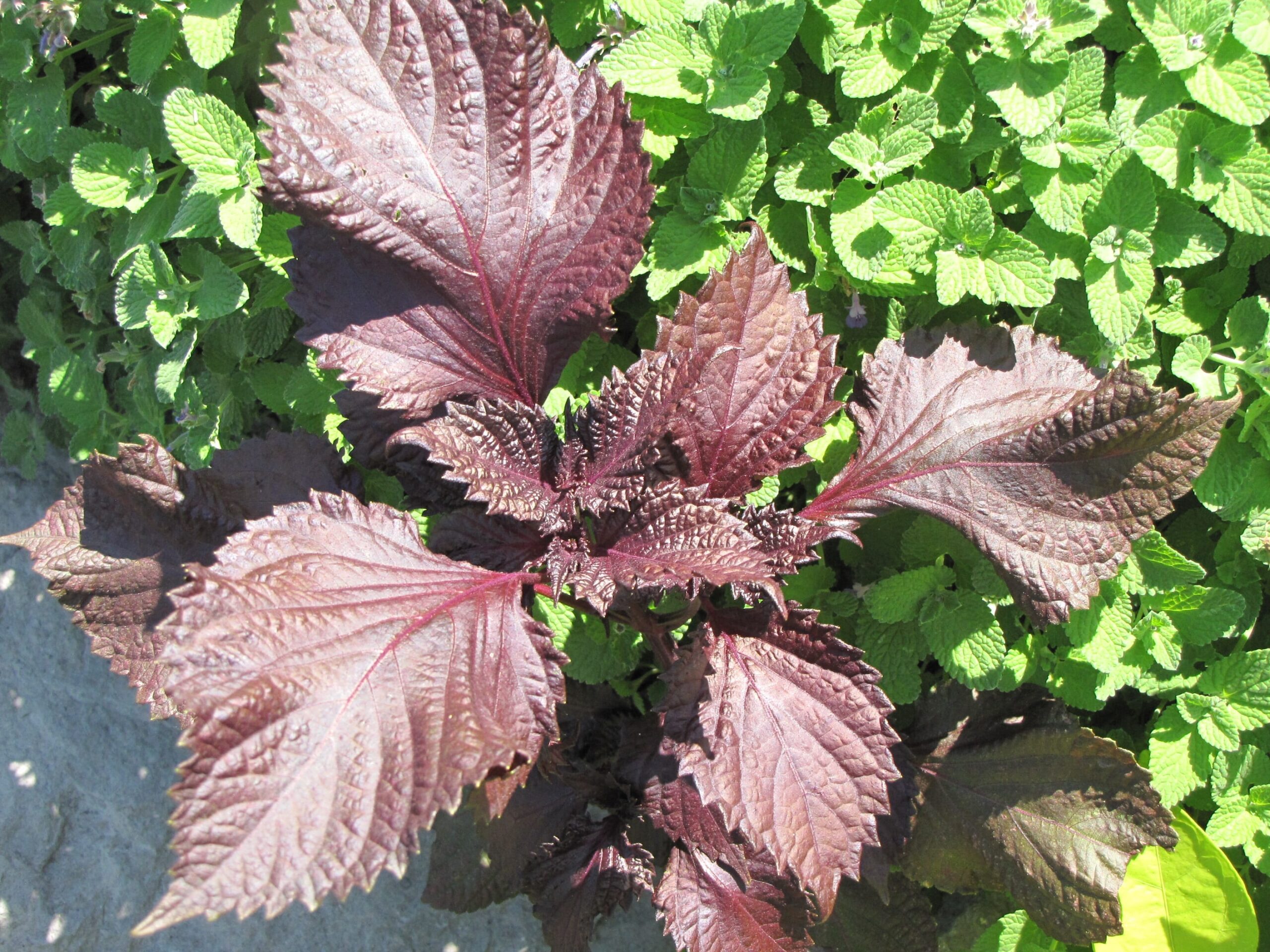 Purple Shiso Perilla | Calloway's