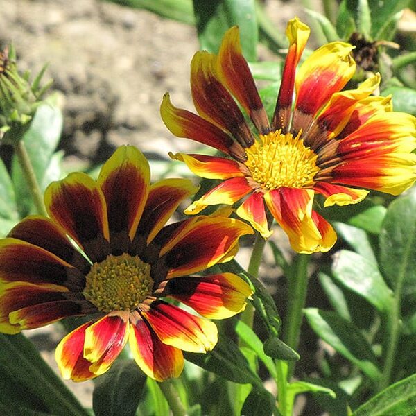 kiss golden flame gazania