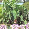 Black Stem Elephant Ear