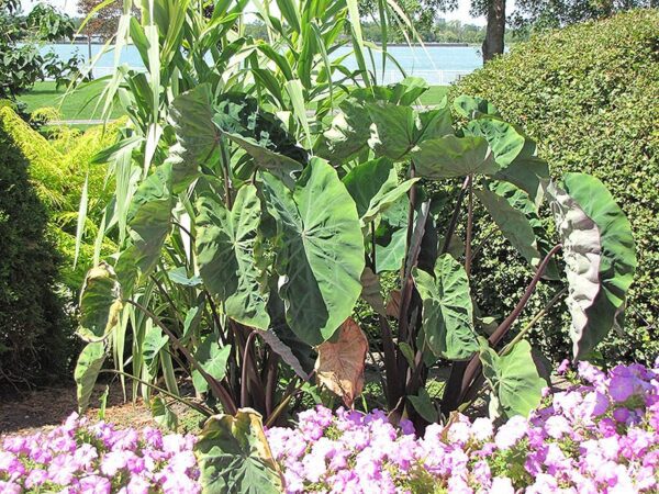 Black Stem Elephant Ear