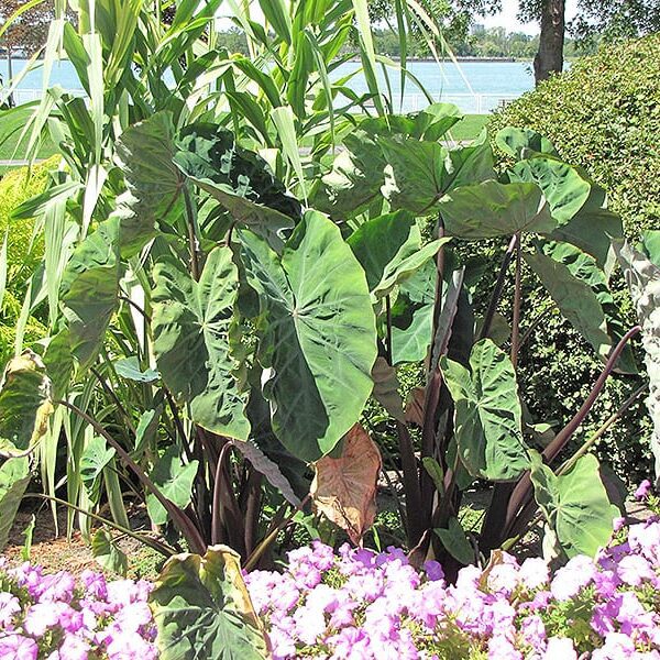 black stem elephant ear