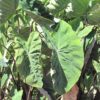 Black Stem Elephant Ear