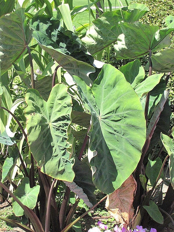 Black Stem Elephant Ear