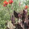 Tropicanna Black Canna