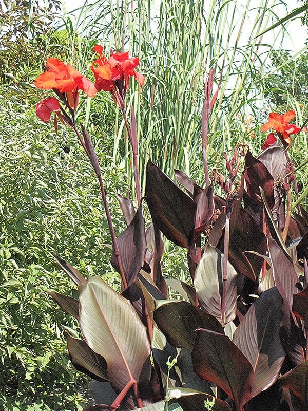 Tropicanna Black Canna