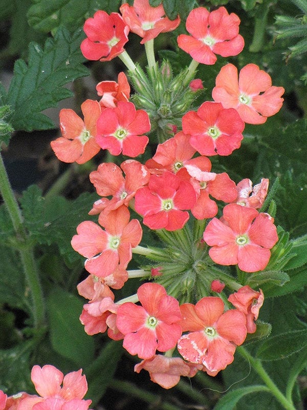 superbena royale peachy keen verbena