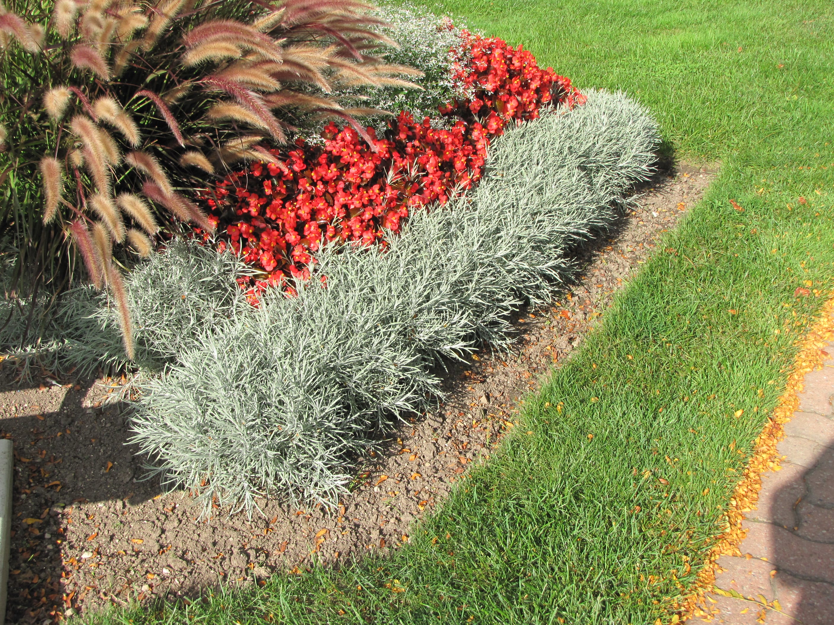 Icicles Licorice Plant Calloway's Nursery