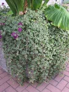 Swedish Ivy