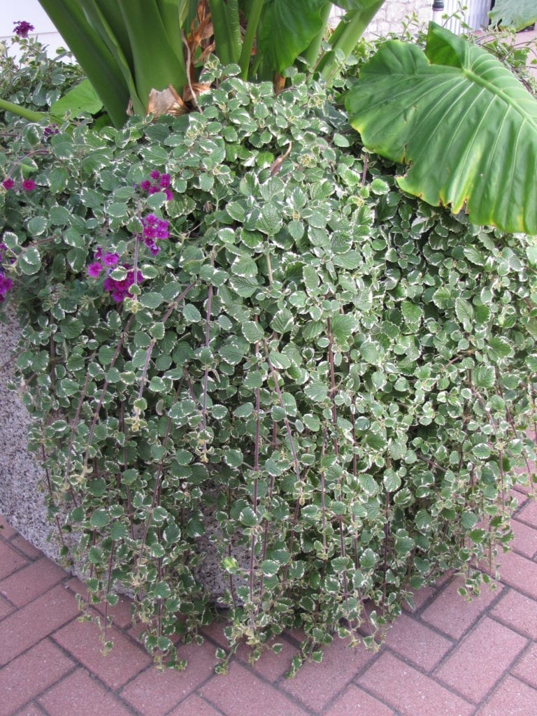 Swedish Ivy | Calloway's Nursery