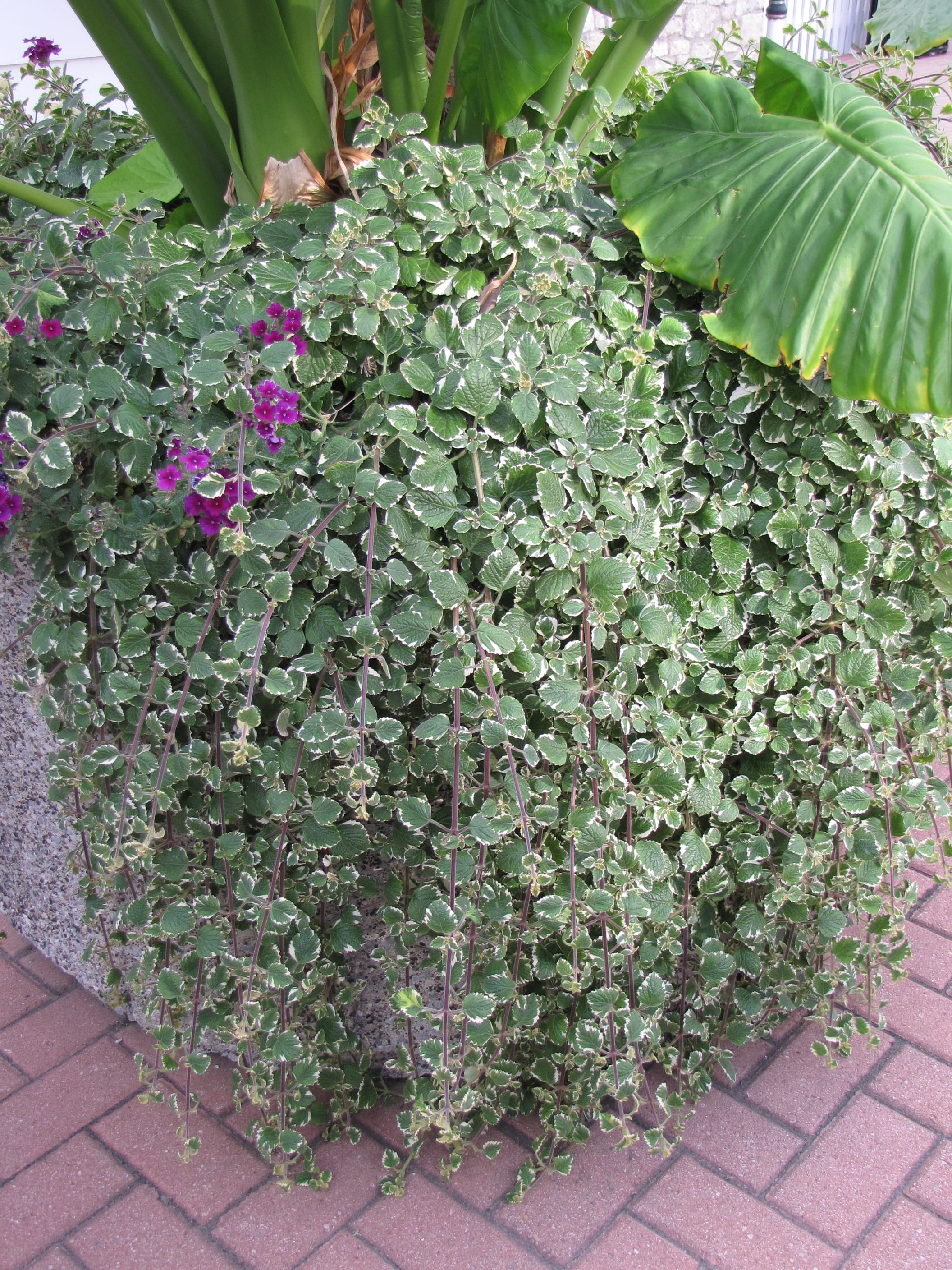 Swedish Ivy Calloway�s Nursery