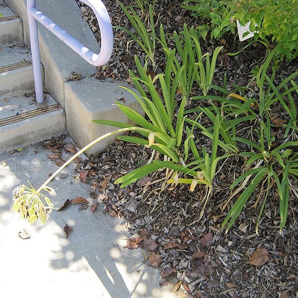 blue African agapanthus