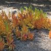 campfire crassula