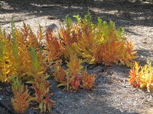 campfire crassula