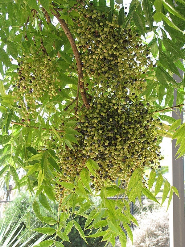 chinese pistache