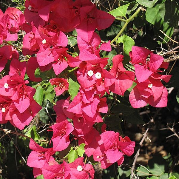 Barbara Karst Bougainvillea