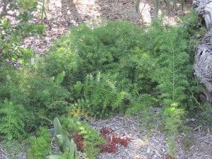 sprengeri asparagus