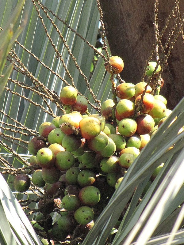 Jelly Palm