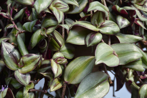 Wandering Inch Plant Photo 1