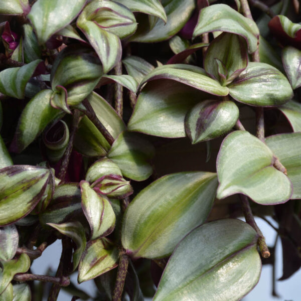 Wandering Inch Plant