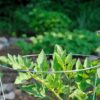 Galvanized Heavy Duty Tomato Cage