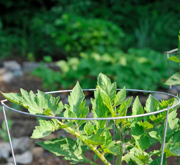 Galvanized Heavy Duty Tomato Cage