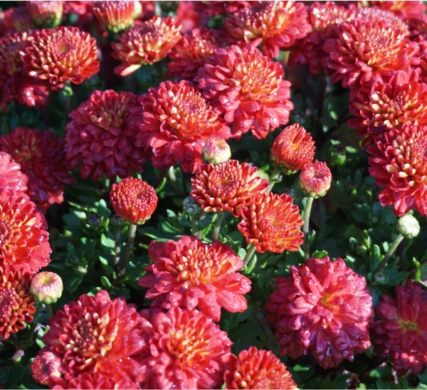 Link to Garden Mums product page
