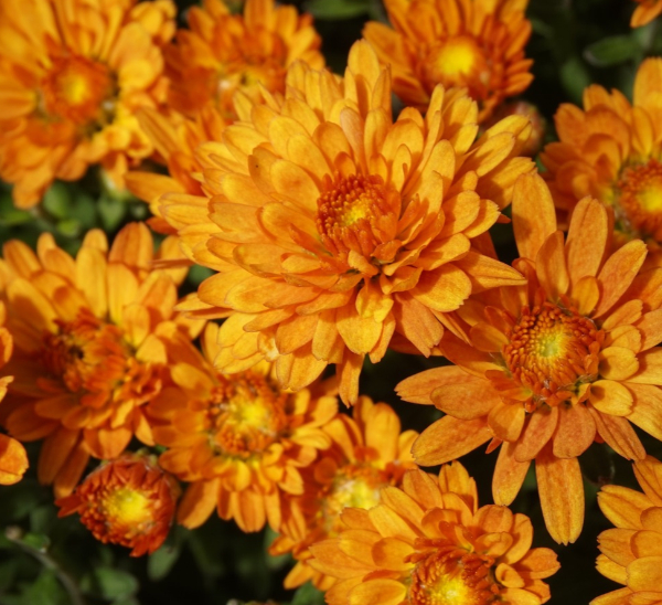 Link to Garden Mums product page