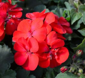 Red Geraniums