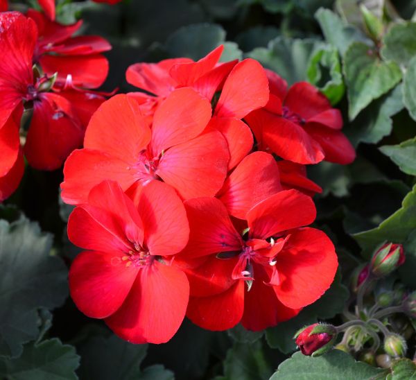 Geraniums