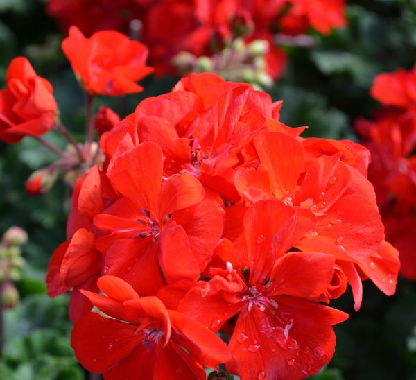 Link to Geraniums product page