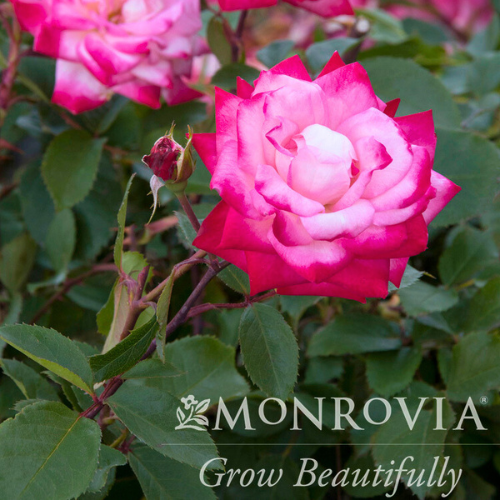 Grace N' Grit Pink BiColor Shrub Rose