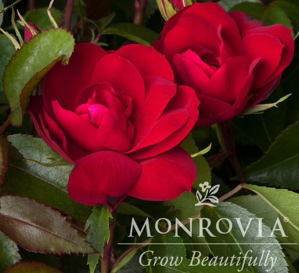 Link to Roses product page