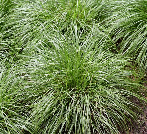 Link to Select Ornamental Grasses product page