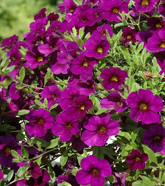 cabaret purple 