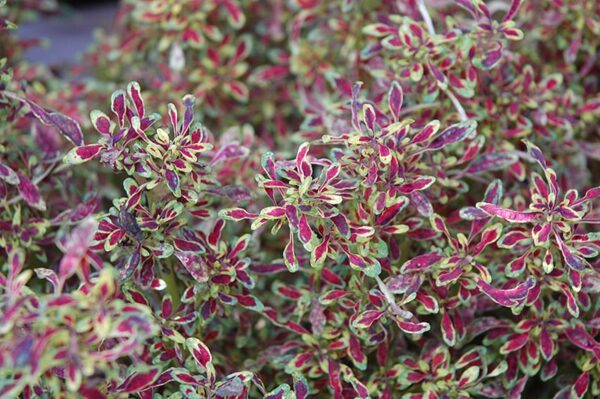 tiny toes coleus