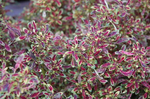 Tiny Toes Coleus