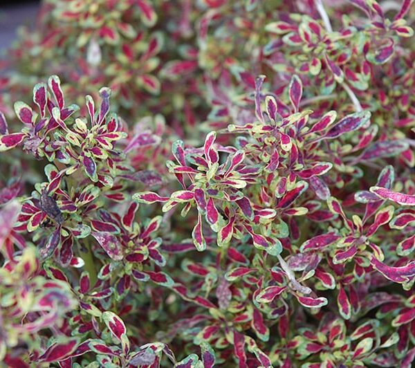 Tiny Toes Coleus