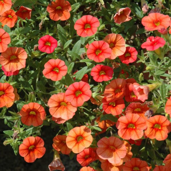Superbells Dreamsicle Calibrachoa