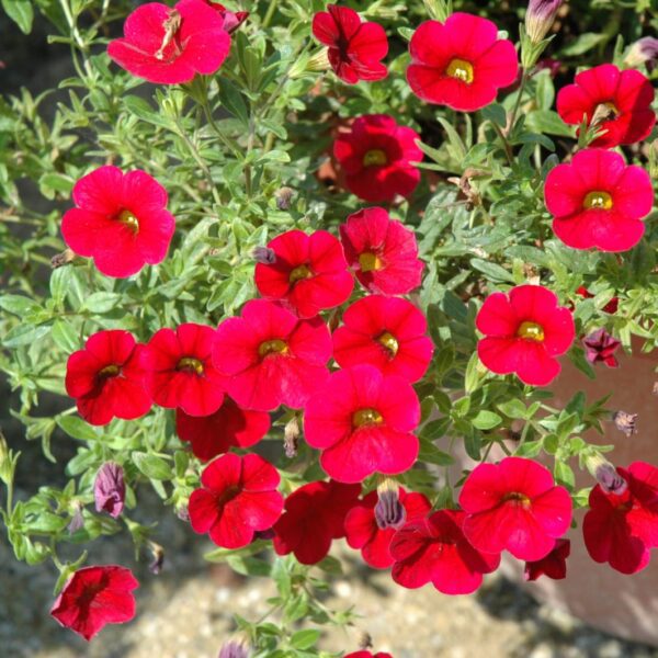 Superbells Red Calibrachoa