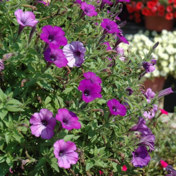 Supertunia Indigo Charm Petunia