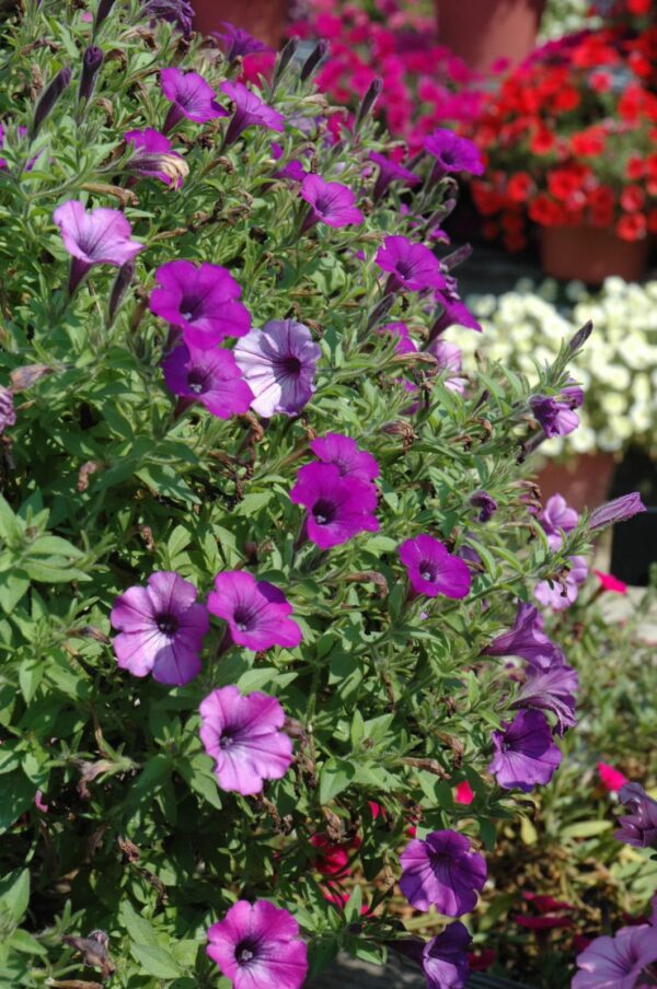 Supertunia Indigo Charm Petunia