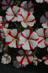 Crazytunia Cherry Cheesecake Petunia