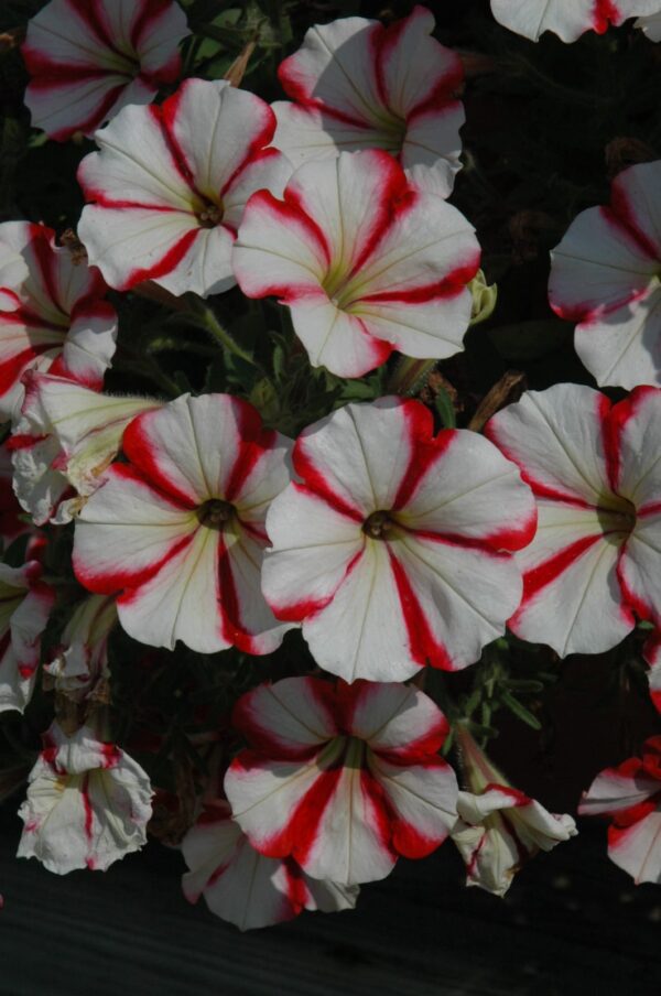 Crazytunia Cherry Cheesecake Petunia