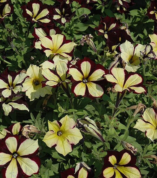 crazytunia star jubilee petunia